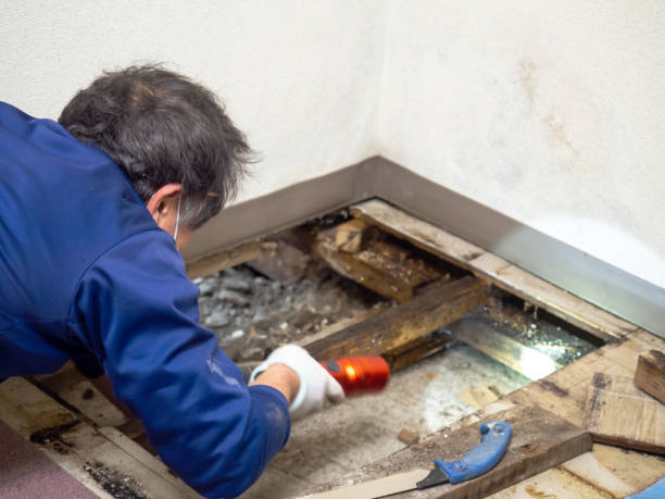 Reliable Sylva, NC Mold Removal Solutions