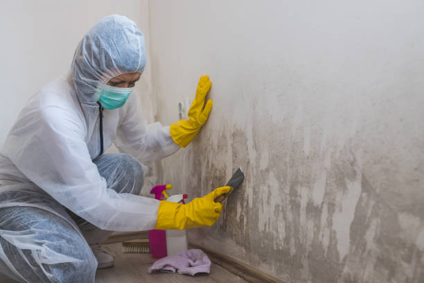 Best Attic Mold Removal  in Sylva, NC
