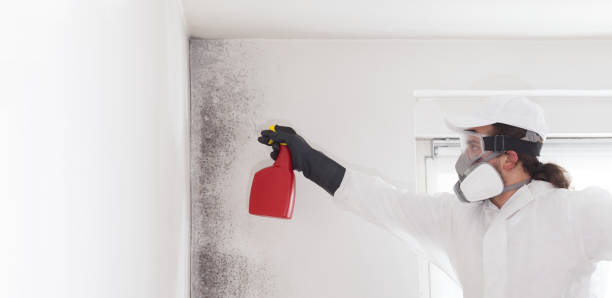 Best Mold Damage Repair  in Sylva, NC