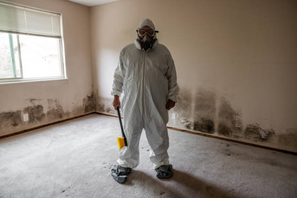 Best Black Mold Removal  in Sylva, NC