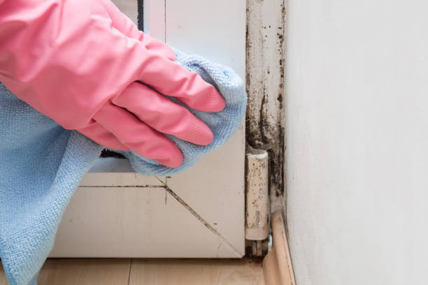 Best Residential Mold Removal  in Sylva, NC